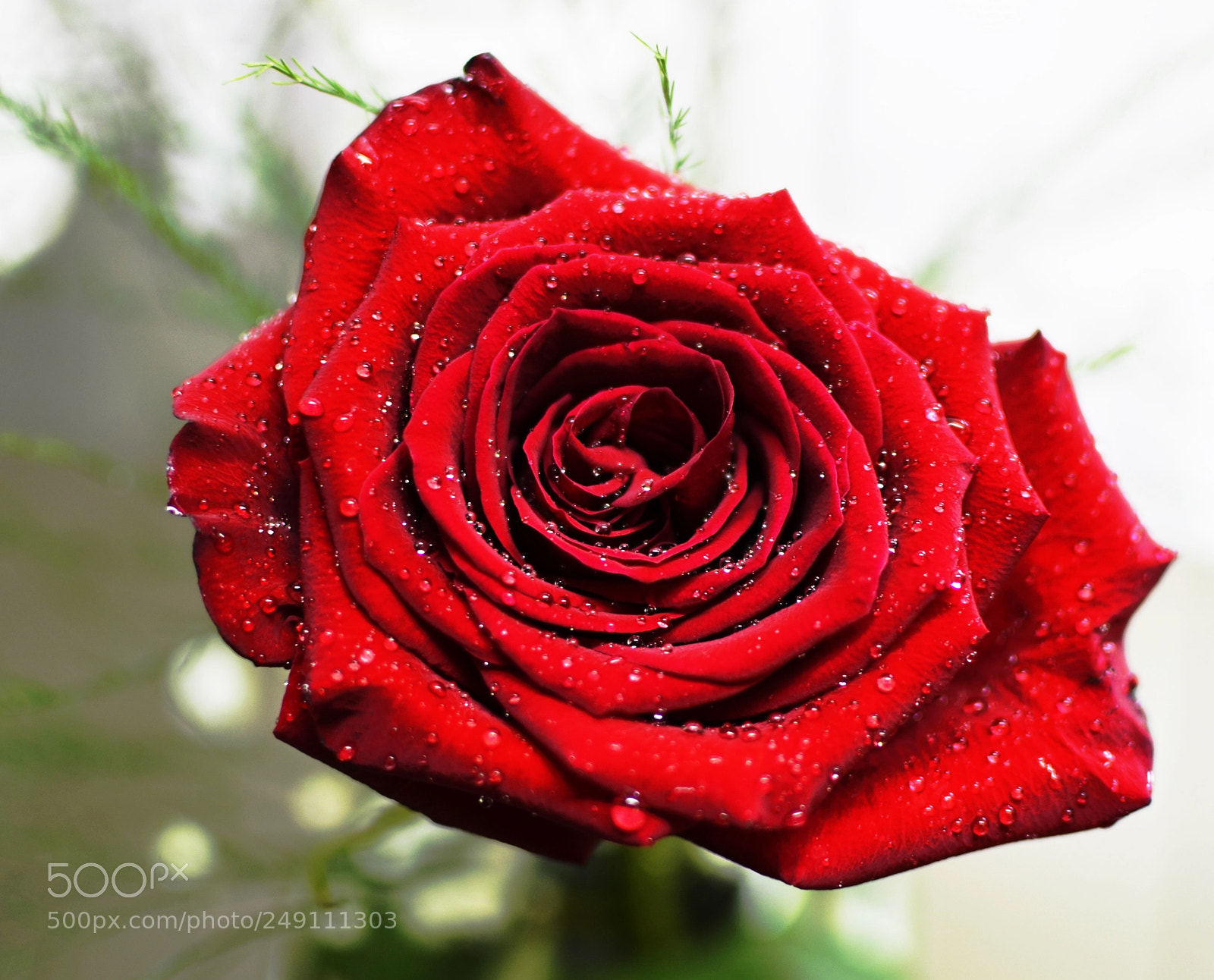 Nikon D5100 sample photo. Red photography