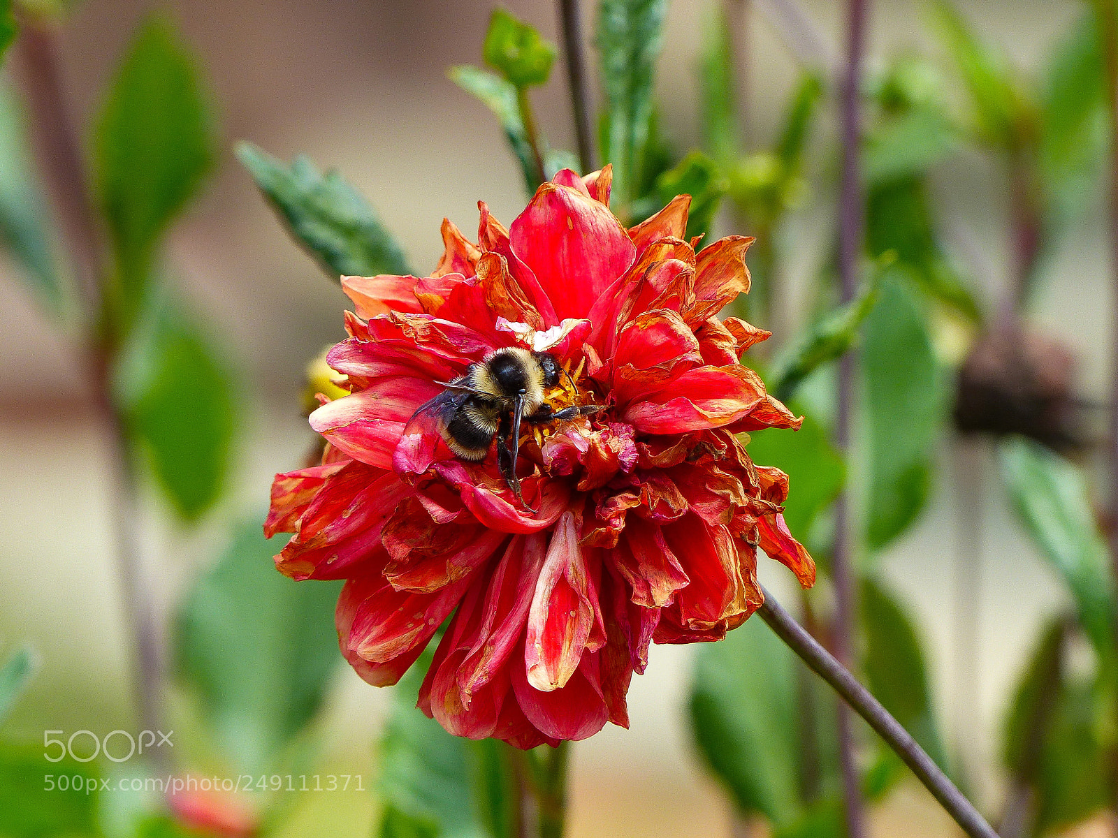 Panasonic Lumix DMC-FZ200 sample photo. Bee & flower photography
