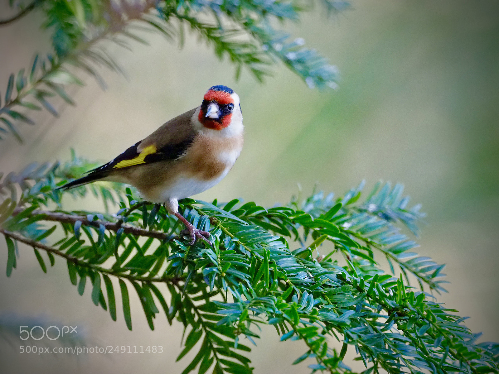 Olympus OM-D E-M1 Mark II sample photo. Goldfinch. photography
