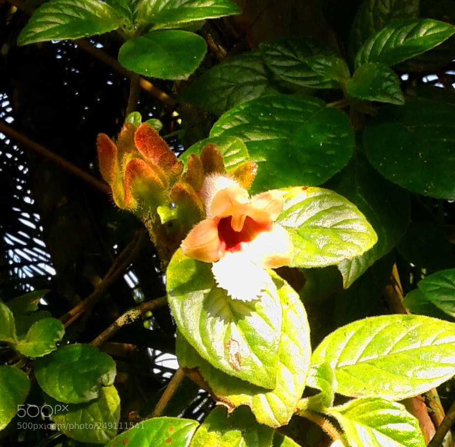 Samsung Galaxy J1 sample photo. 20161021_070206.jpg photography