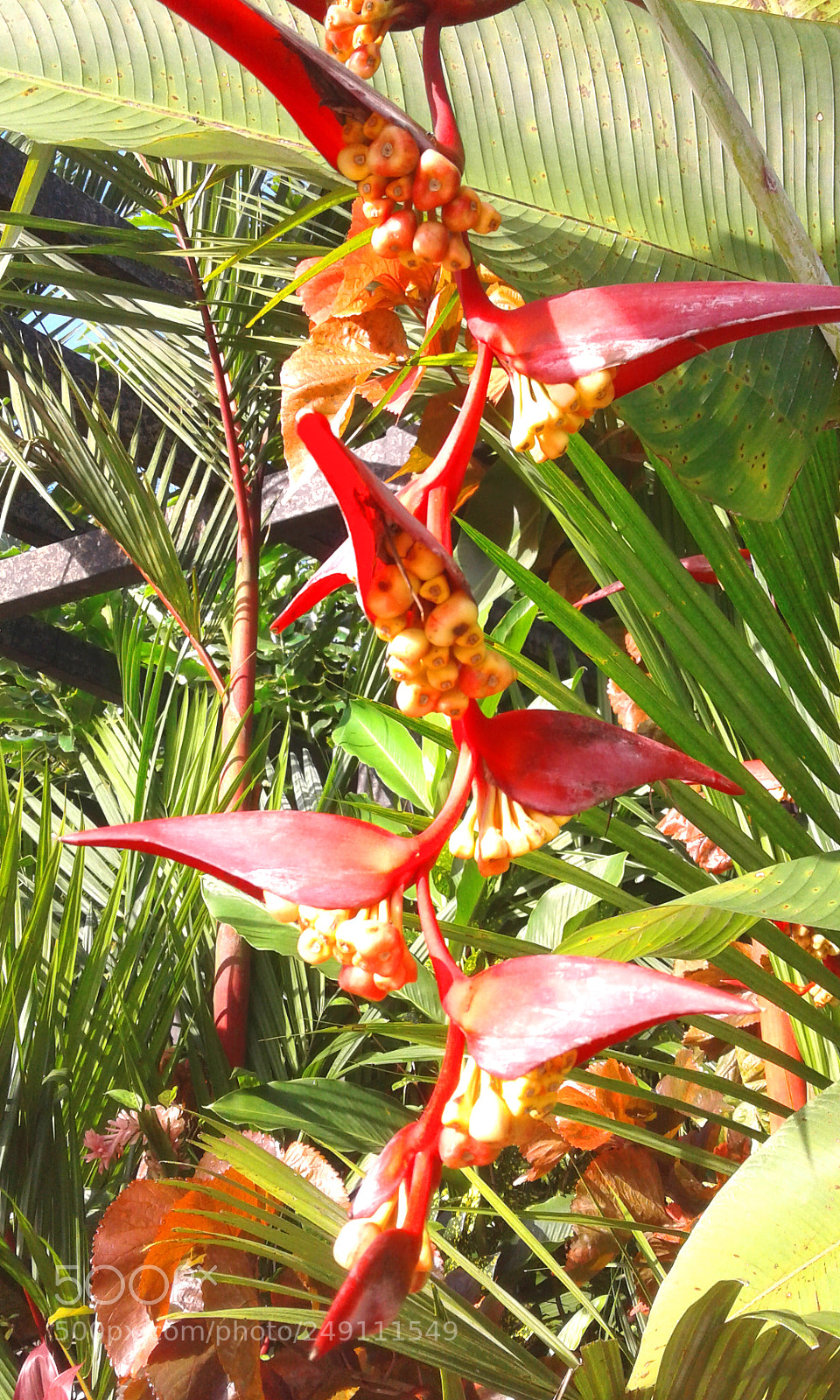 Samsung Galaxy J1 sample photo. 20161021_070446.jpg photography
