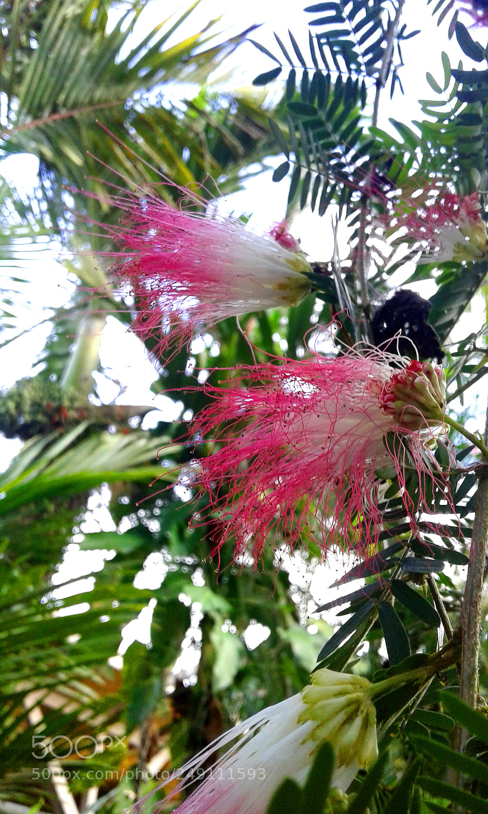 Samsung Galaxy J1 sample photo. 20161021_073619.jpg photography