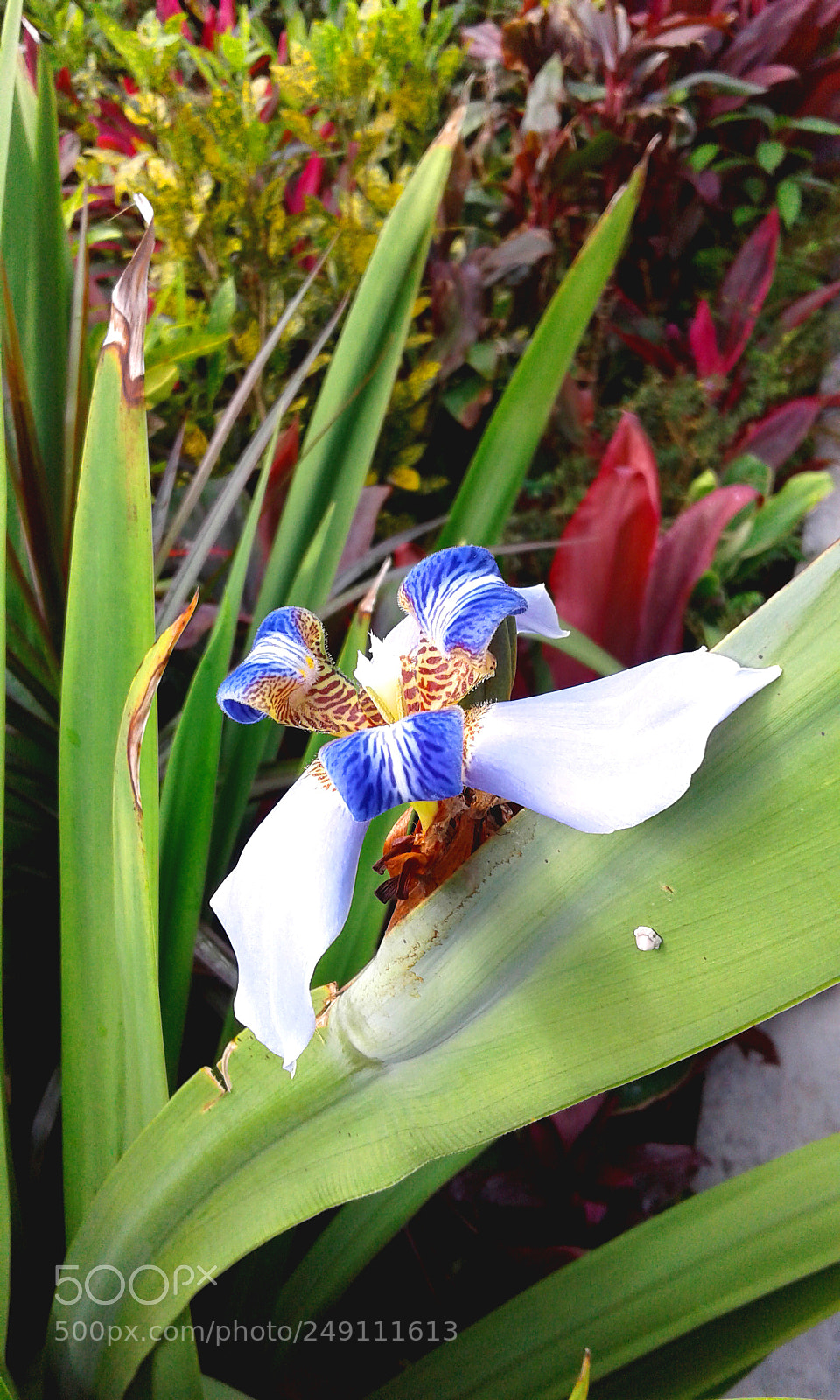 Samsung Galaxy J1 sample photo. 20161021_074729.jpg photography