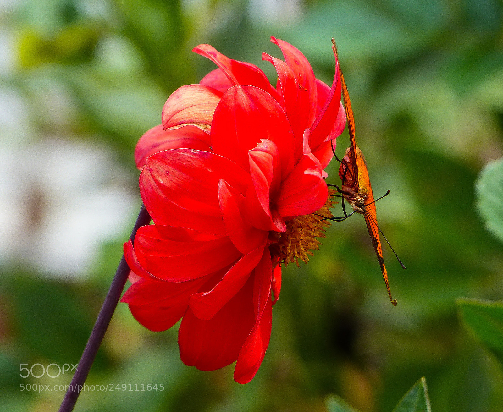 Panasonic Lumix DMC-FZ200 sample photo. Butterfly & flower photography