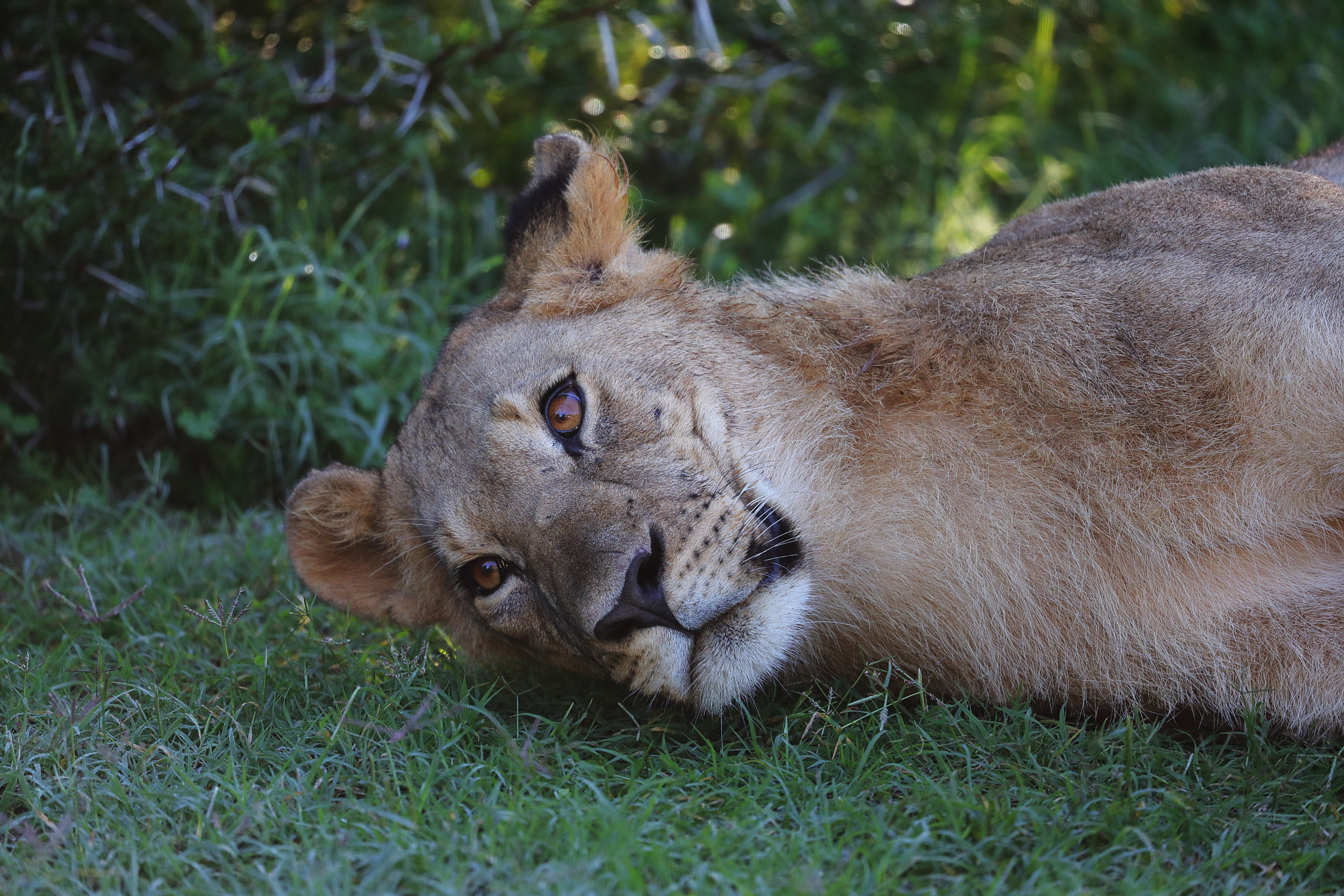 Canon EOS 5D Mark IV sample photo. Lion photography