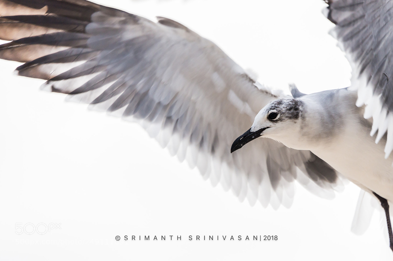 Nikon D610 sample photo. Laughing gulls photography