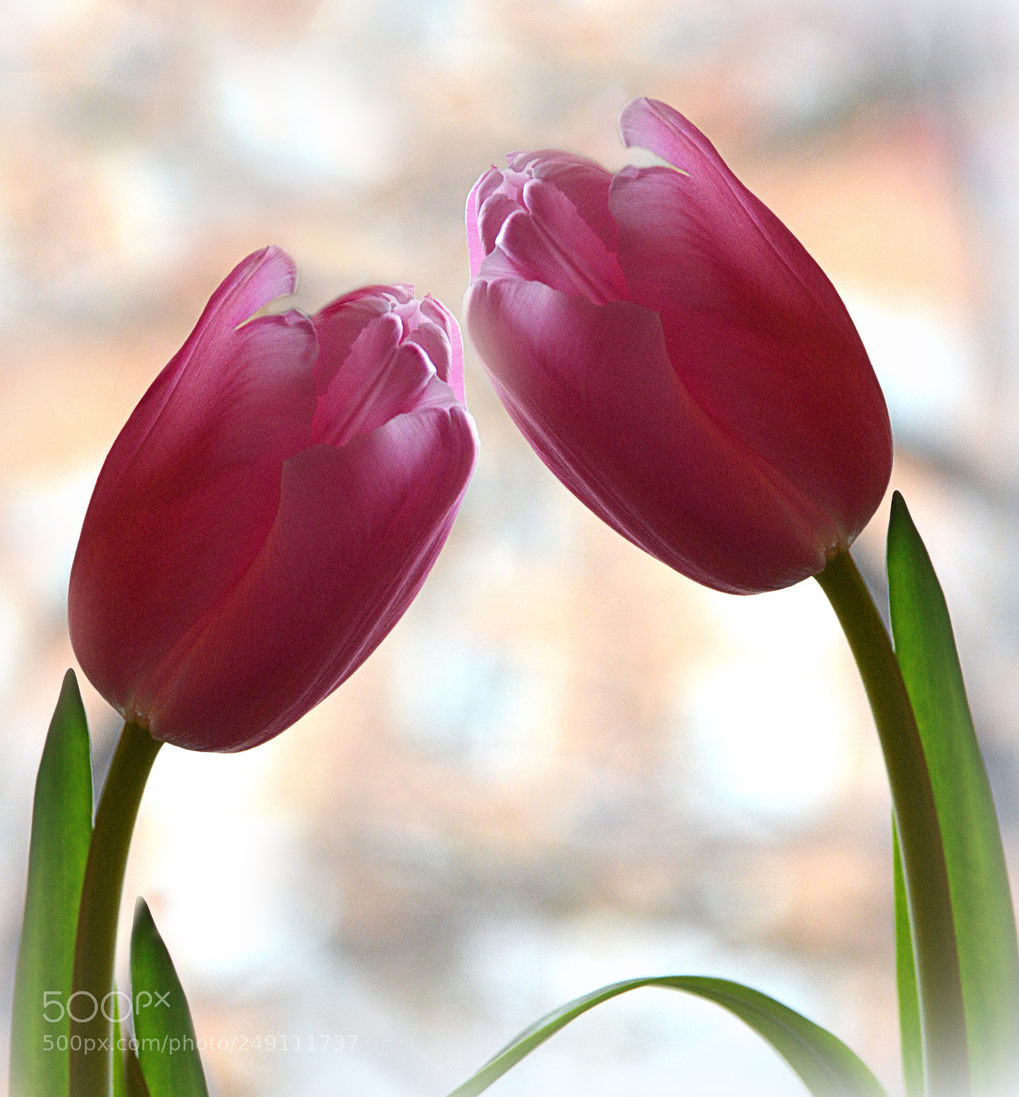 Nikon D5200 sample photo. Весна photography