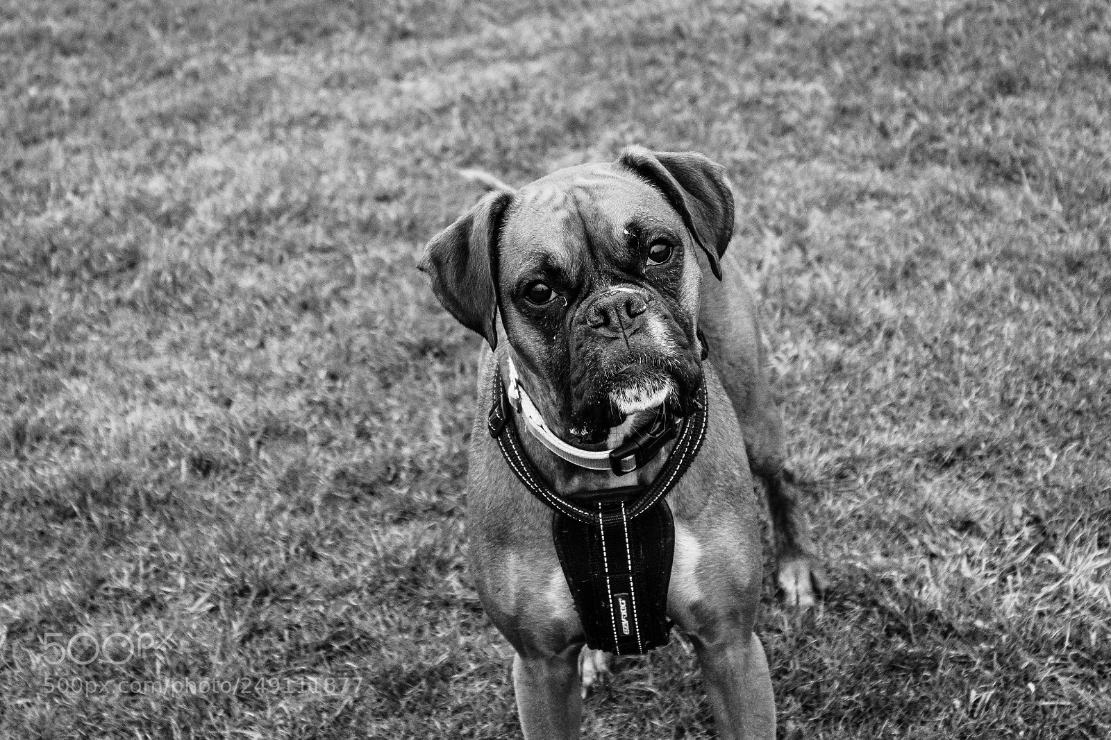 Canon EOS 80D sample photo. Doggy portrait photography