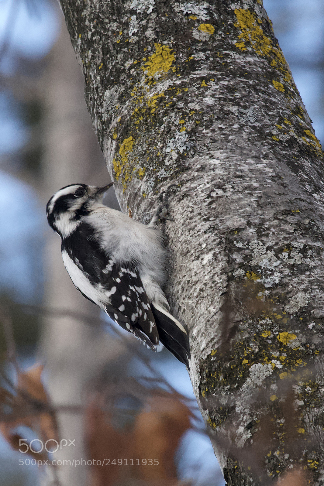 Canon EOS 6D sample photo. Downy woodpecker on birch photography