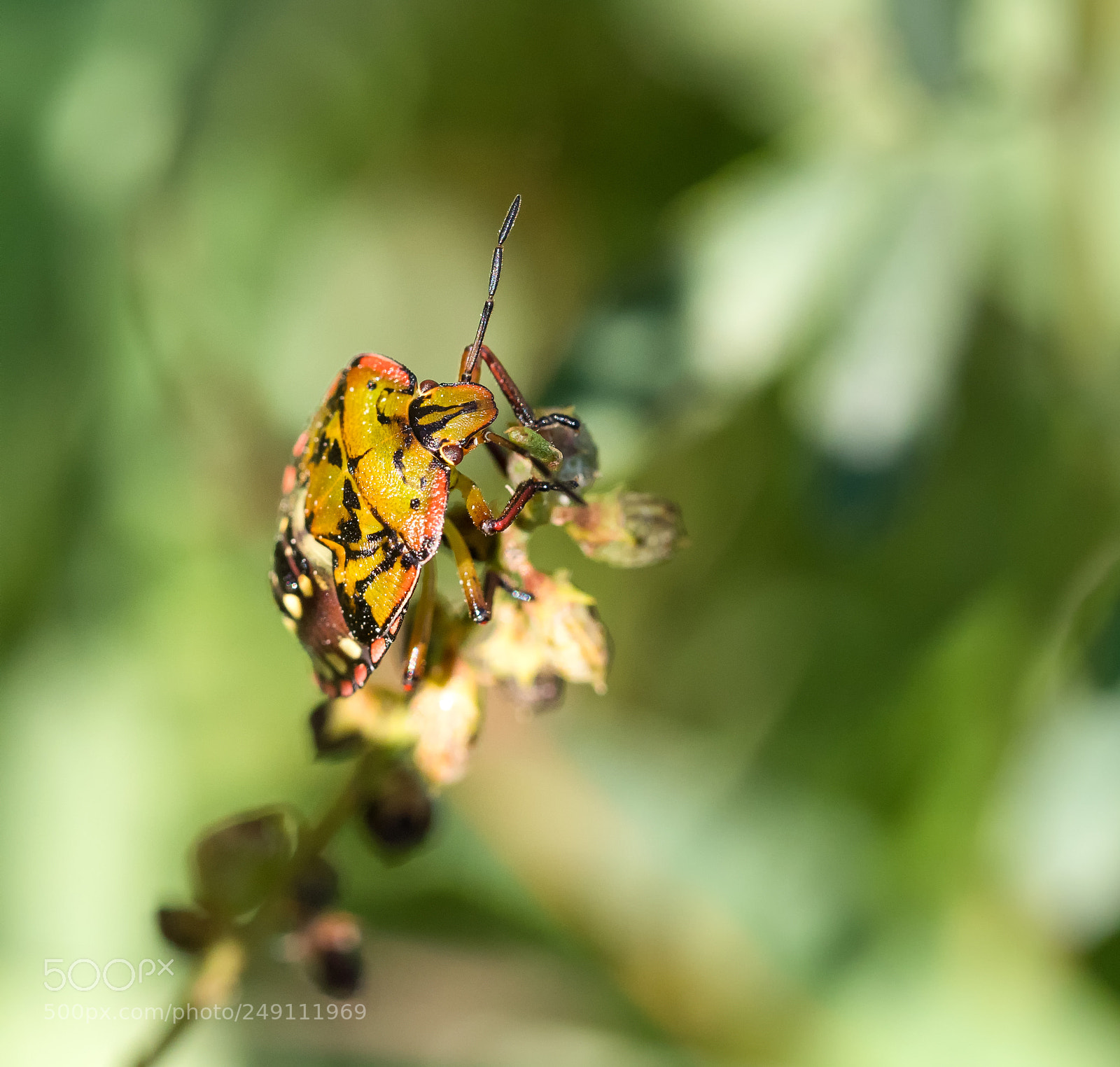 Panasonic Lumix DC-G9 sample photo. Southern green shield bug photography