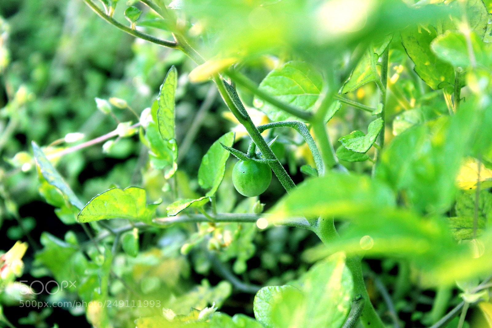 Canon EOS 600D (Rebel EOS T3i / EOS Kiss X5) sample photo. Baby toms photography