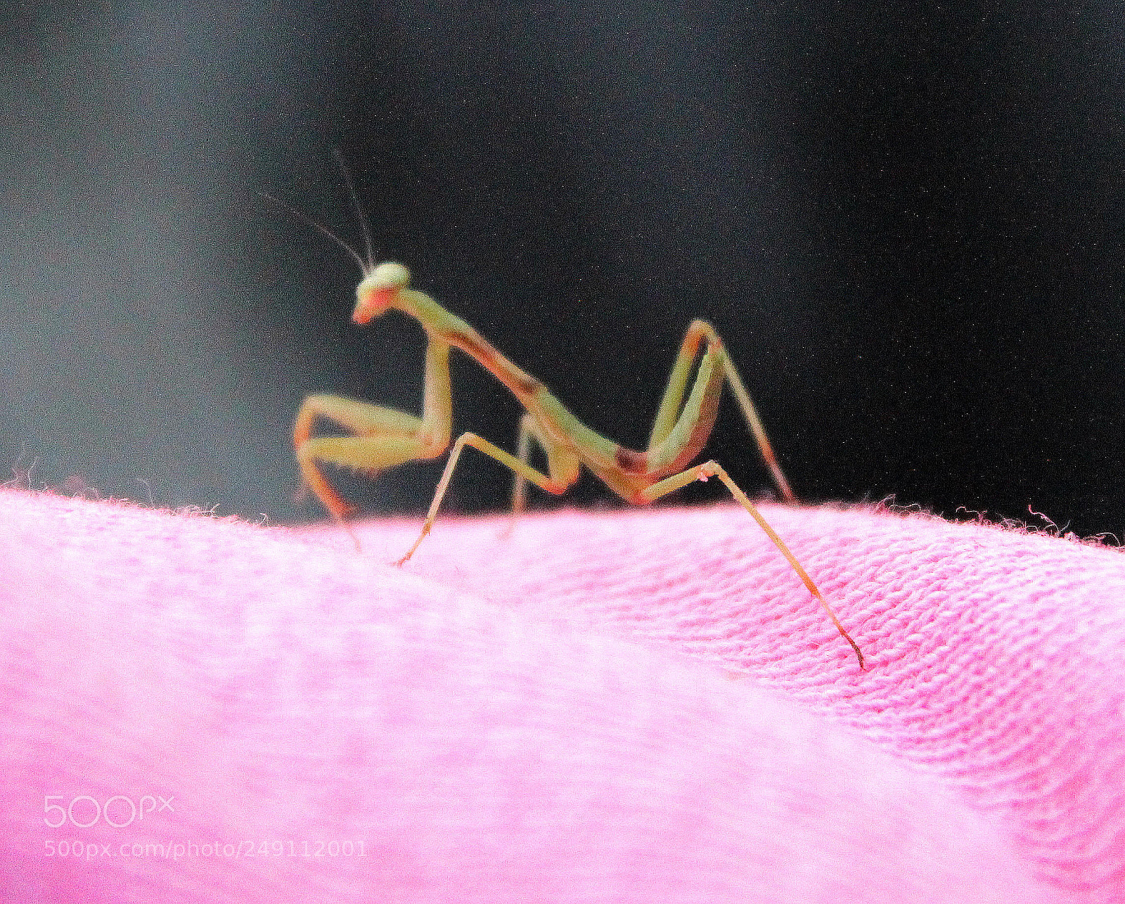 Canon EOS 600D (Rebel EOS T3i / EOS Kiss X5) sample photo. Buggin photography