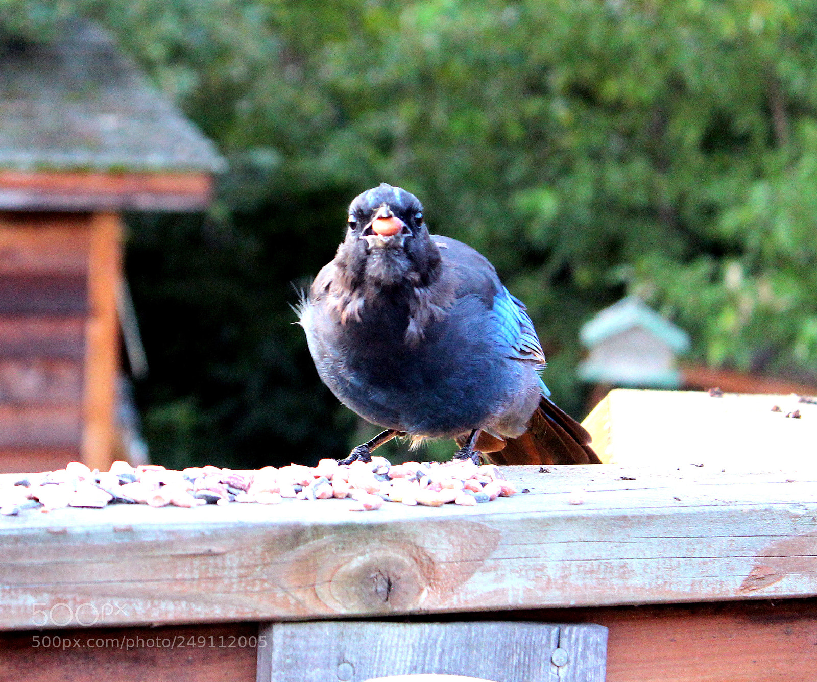 Canon EOS 600D (Rebel EOS T3i / EOS Kiss X5) sample photo. Jay nut photography