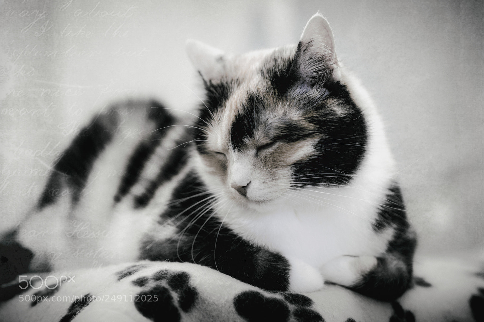 Canon EOS 6D Mark II sample photo. Sleepy cat photography