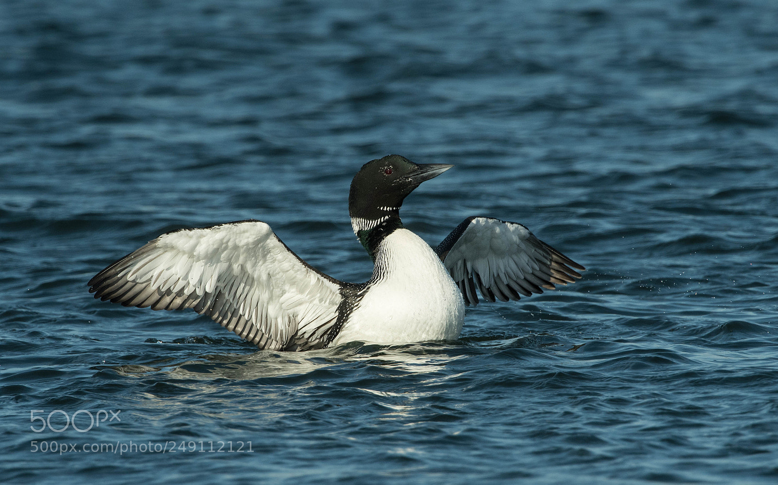 Nikon D500 sample photo. Common loon wingflap photography