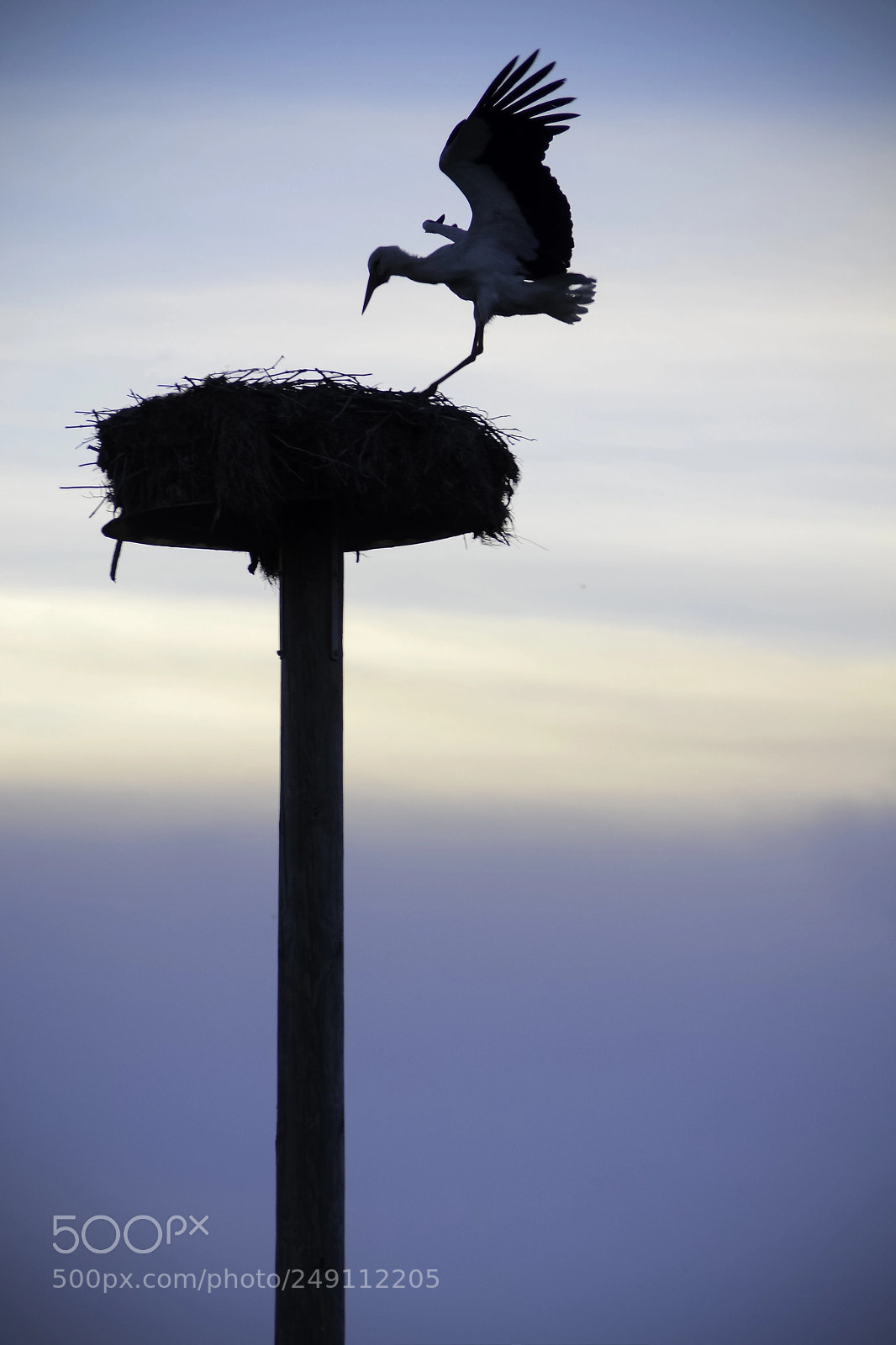 Nikon D3100 sample photo. Crane landing in its photography