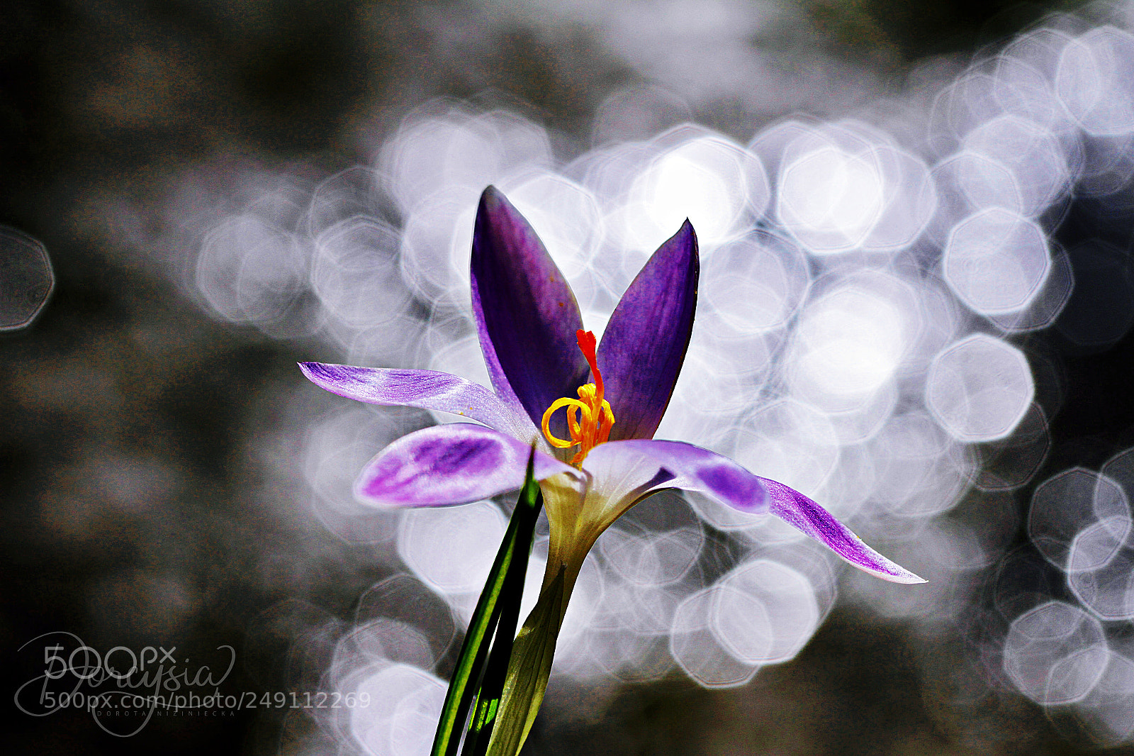 Canon EOS 7D sample photo. Closer photography