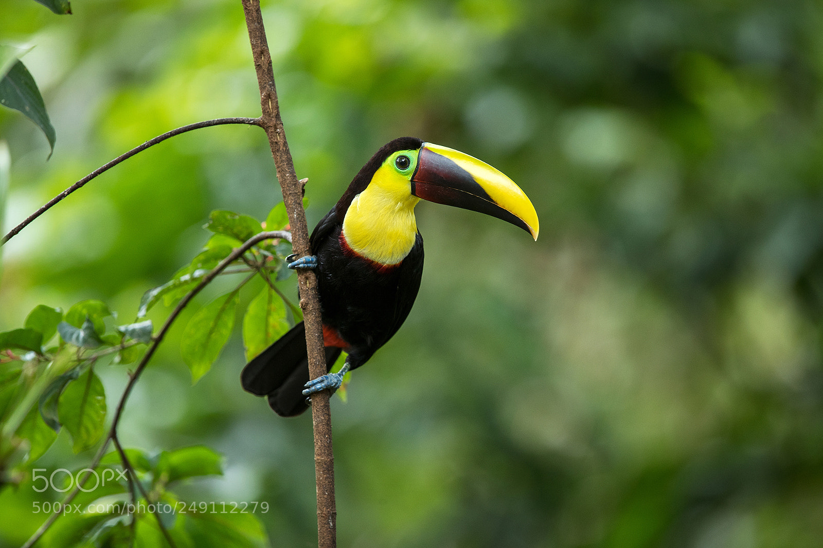 Canon EOS-1D X Mark II sample photo. Costa rica 2017 photography