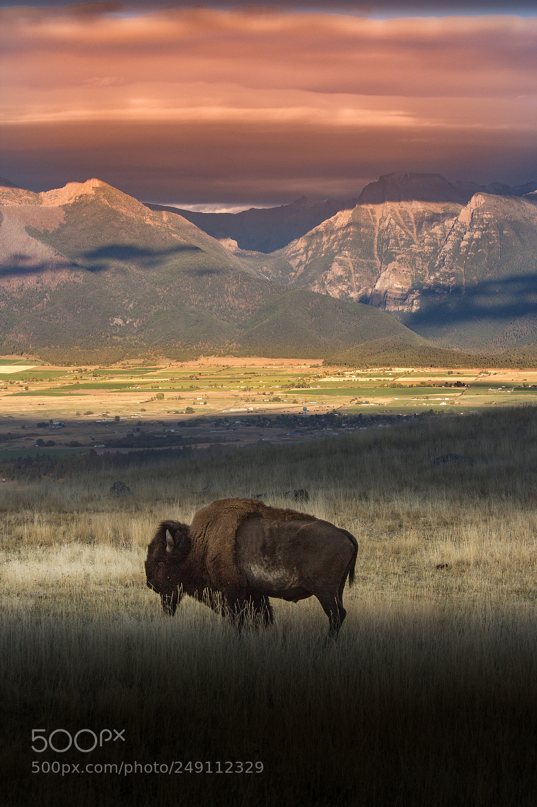 Canon EOS 600D (Rebel EOS T3i / EOS Kiss X5) sample photo. Bison sunset photography