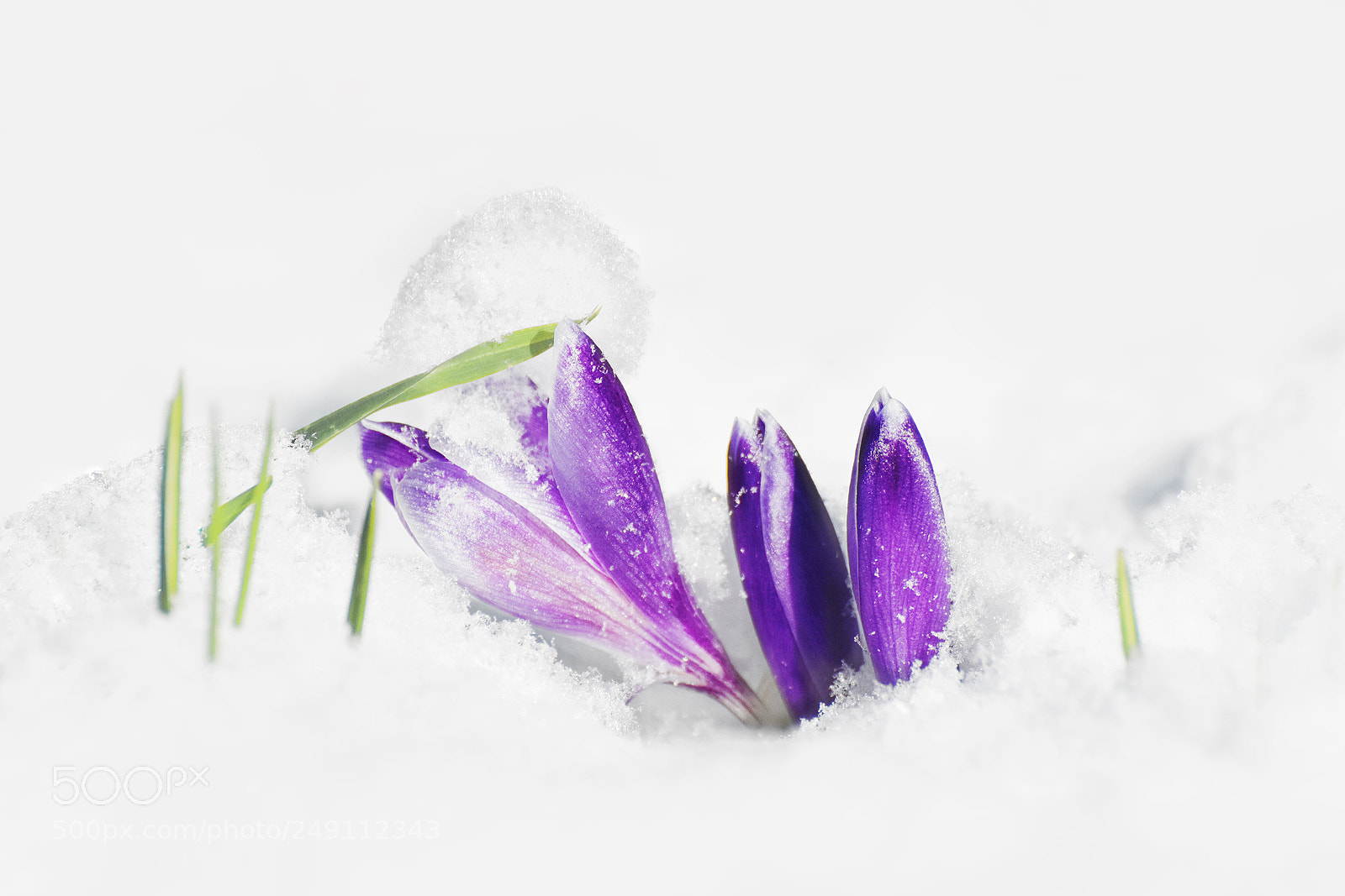 Nikon D7200 sample photo. Spring crocus photography