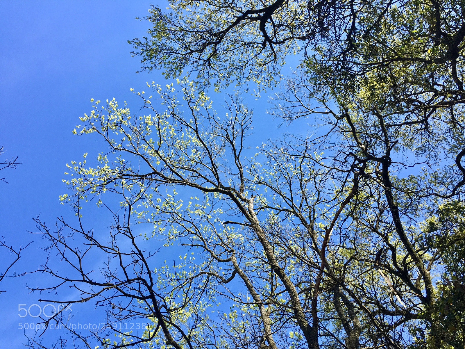 Apple iPhone 6 Plus sample photo. Spring is coming photography