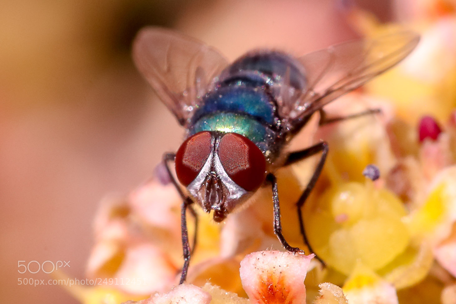 Canon EOS-1D X Mark II sample photo. Fly photography
