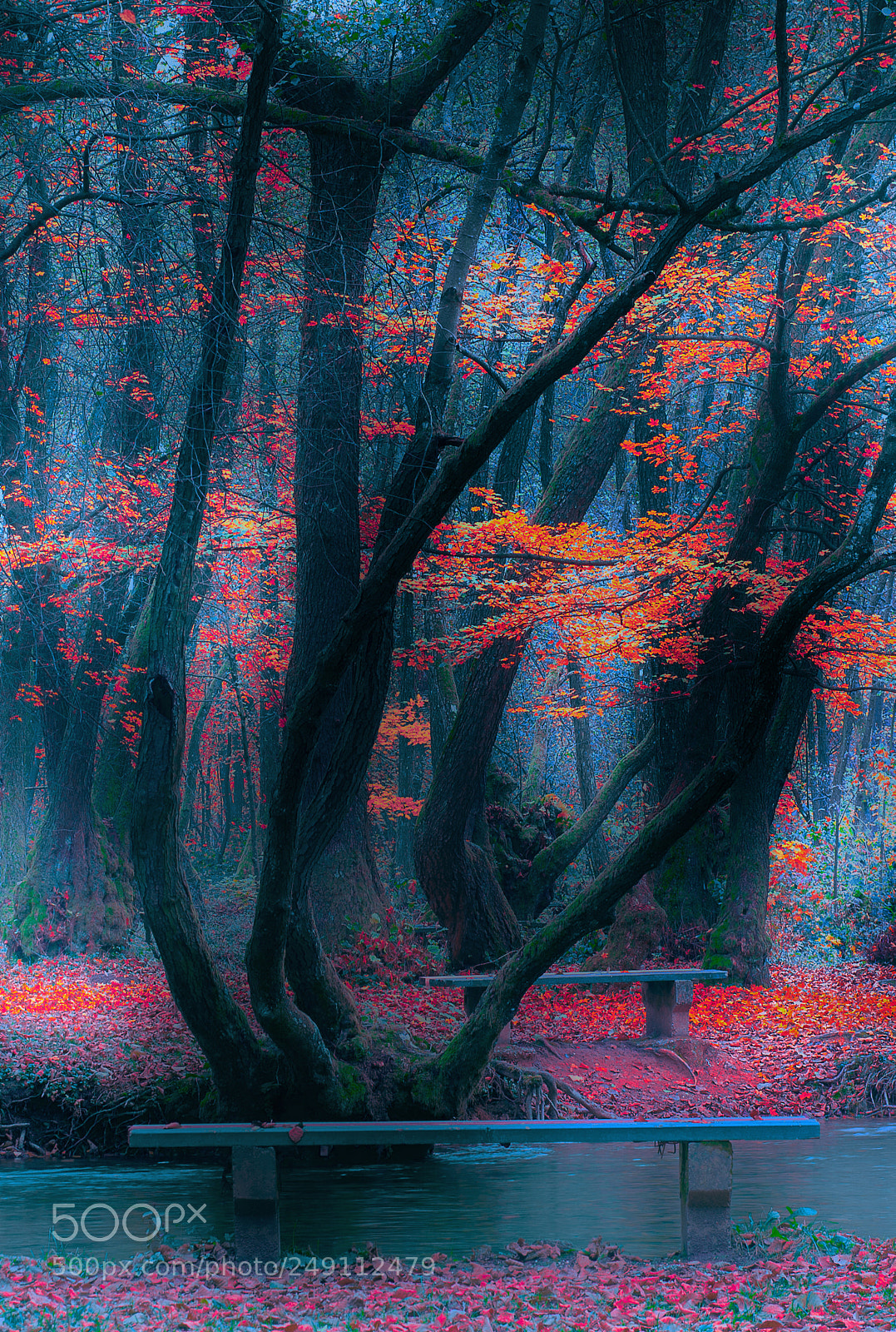 Nikon D610 sample photo. Autumn forest photography