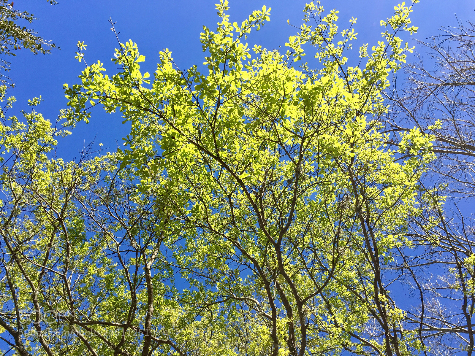 Apple iPhone 6 Plus sample photo. New green photography