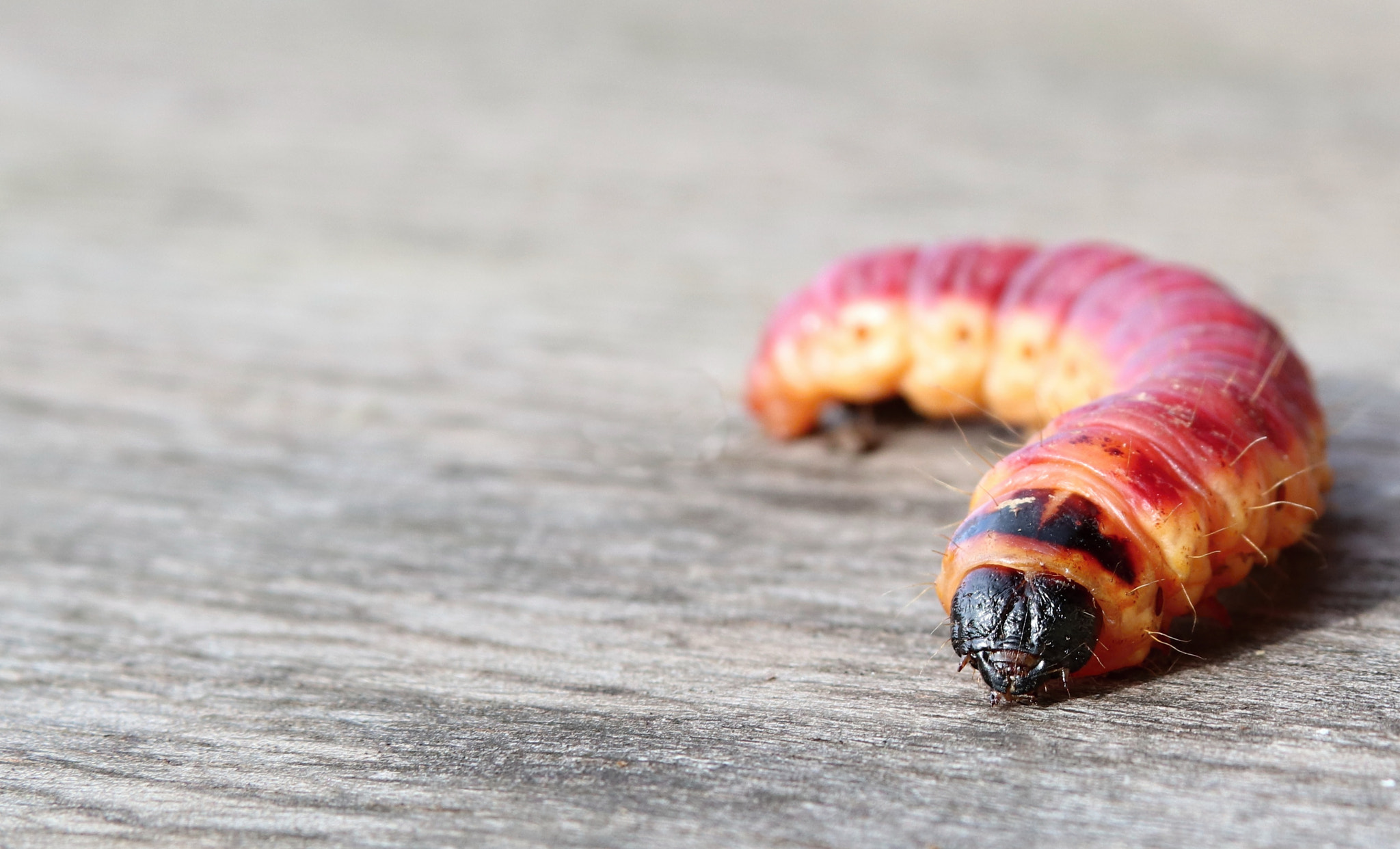 Canon EOS 77D (EOS 9000D / EOS 770D) + Canon EF 28-135mm F3.5-5.6 IS USM sample photo. Caterpillar cossus cossus photography