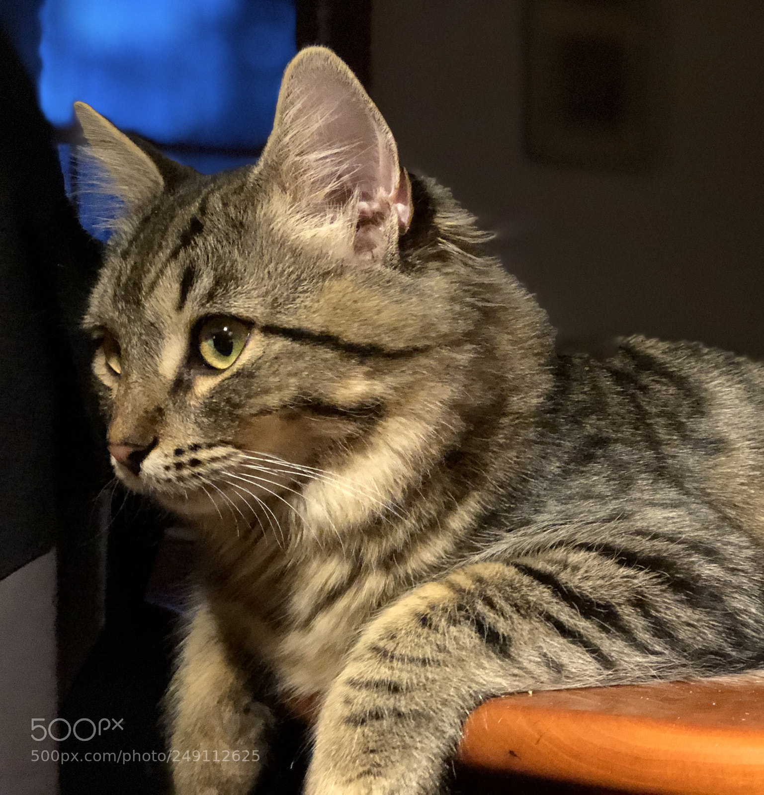 Apple iPhone 8 Plus sample photo. Natasha on the table photography