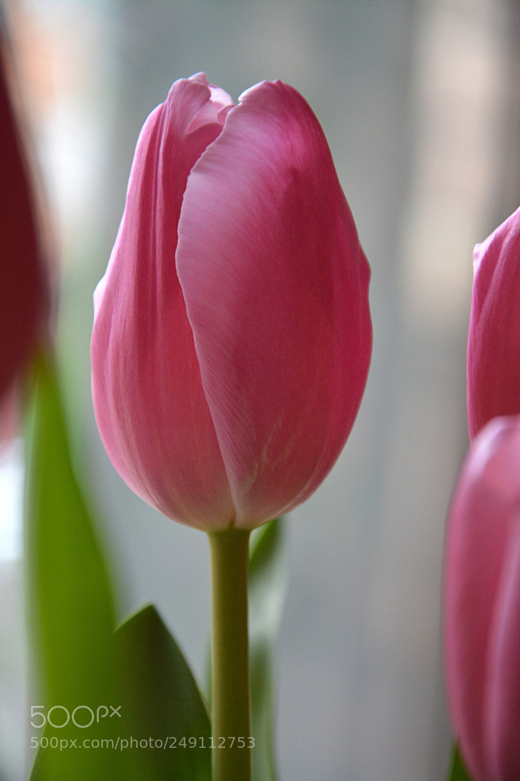 Nikon D5200 sample photo. Весна photography