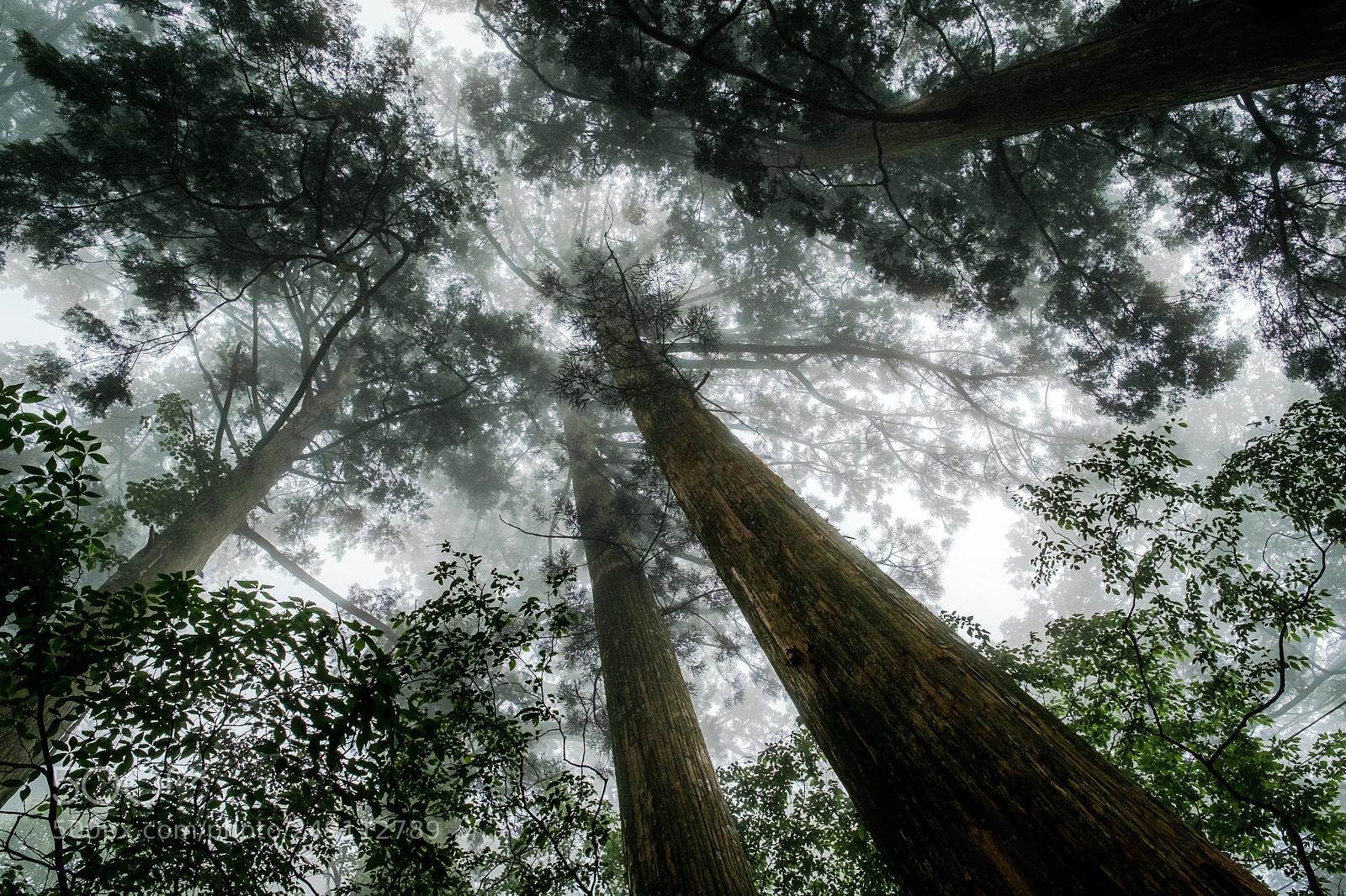 Fujifilm X-Pro1 sample photo. Mysterious forest (redux) xii photography