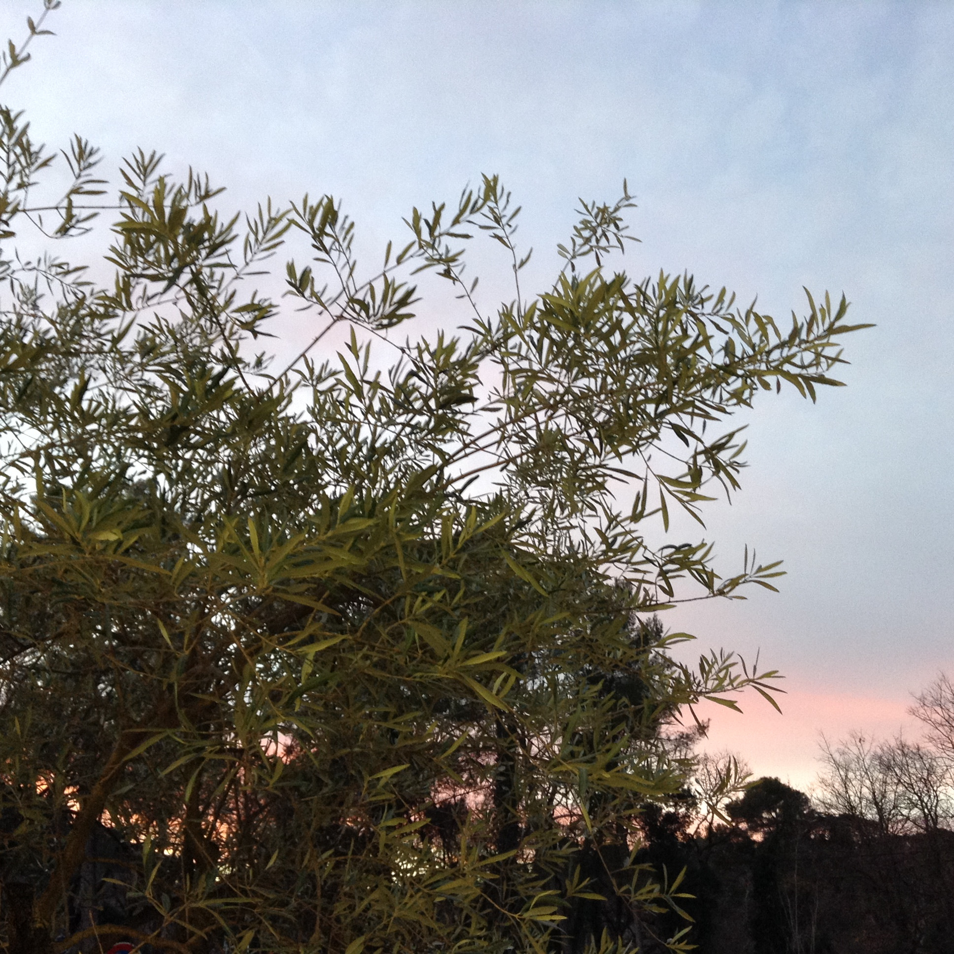 Apple iPad mini sample photo. Le sud photography
