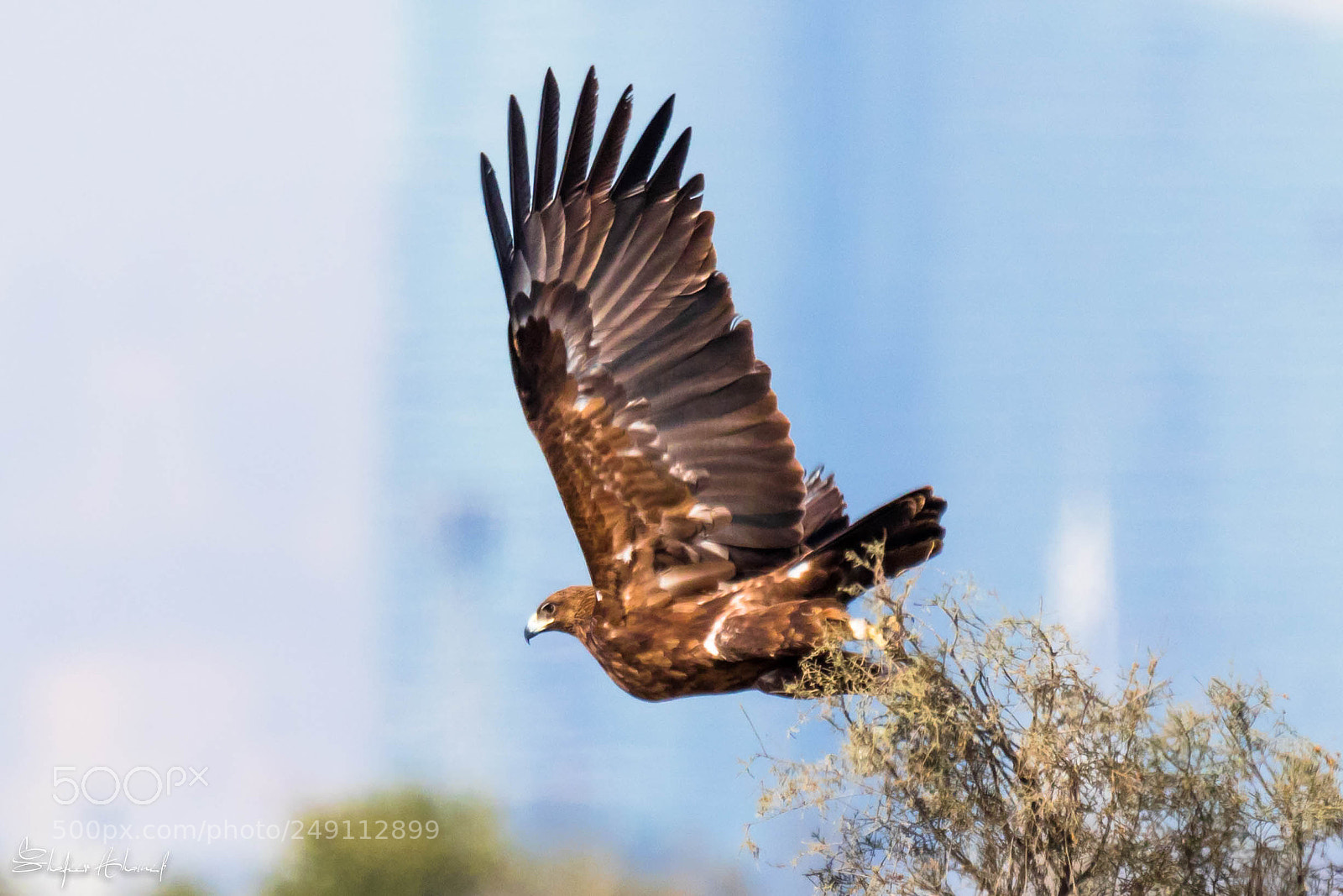 Canon EOS 7D Mark II sample photo. Greater spotted eagle photography