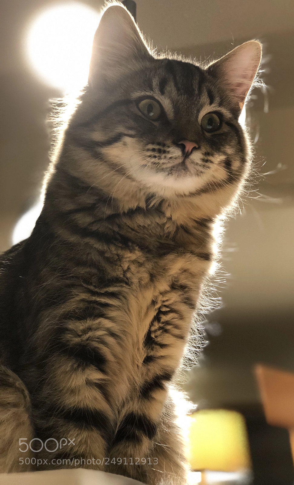 Apple iPhone 8 Plus sample photo. Backlit natasha photography