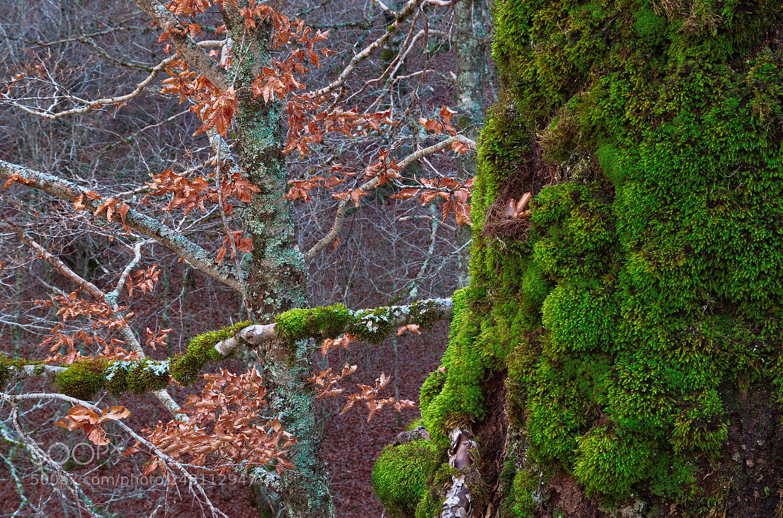Pentax K-50 sample photo. Old beech tree with photography