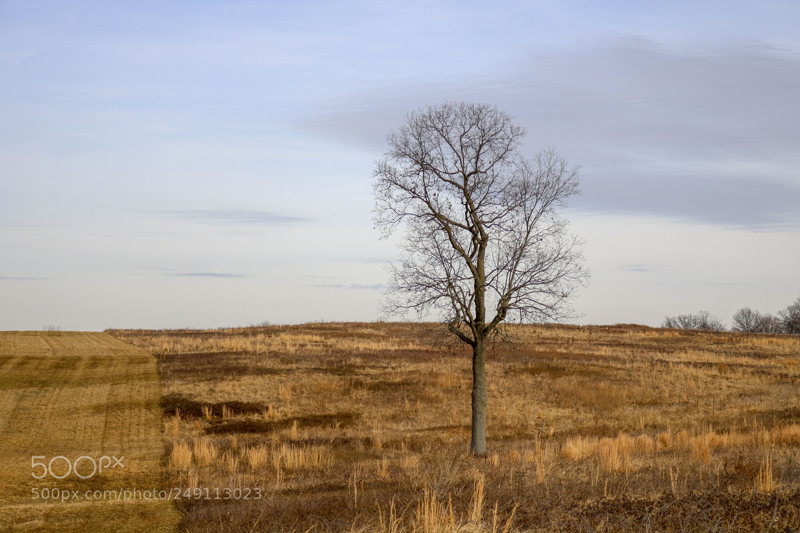 Canon EOS 750D (EOS Rebel T6i / EOS Kiss X8i) sample photo. Lone tree photography