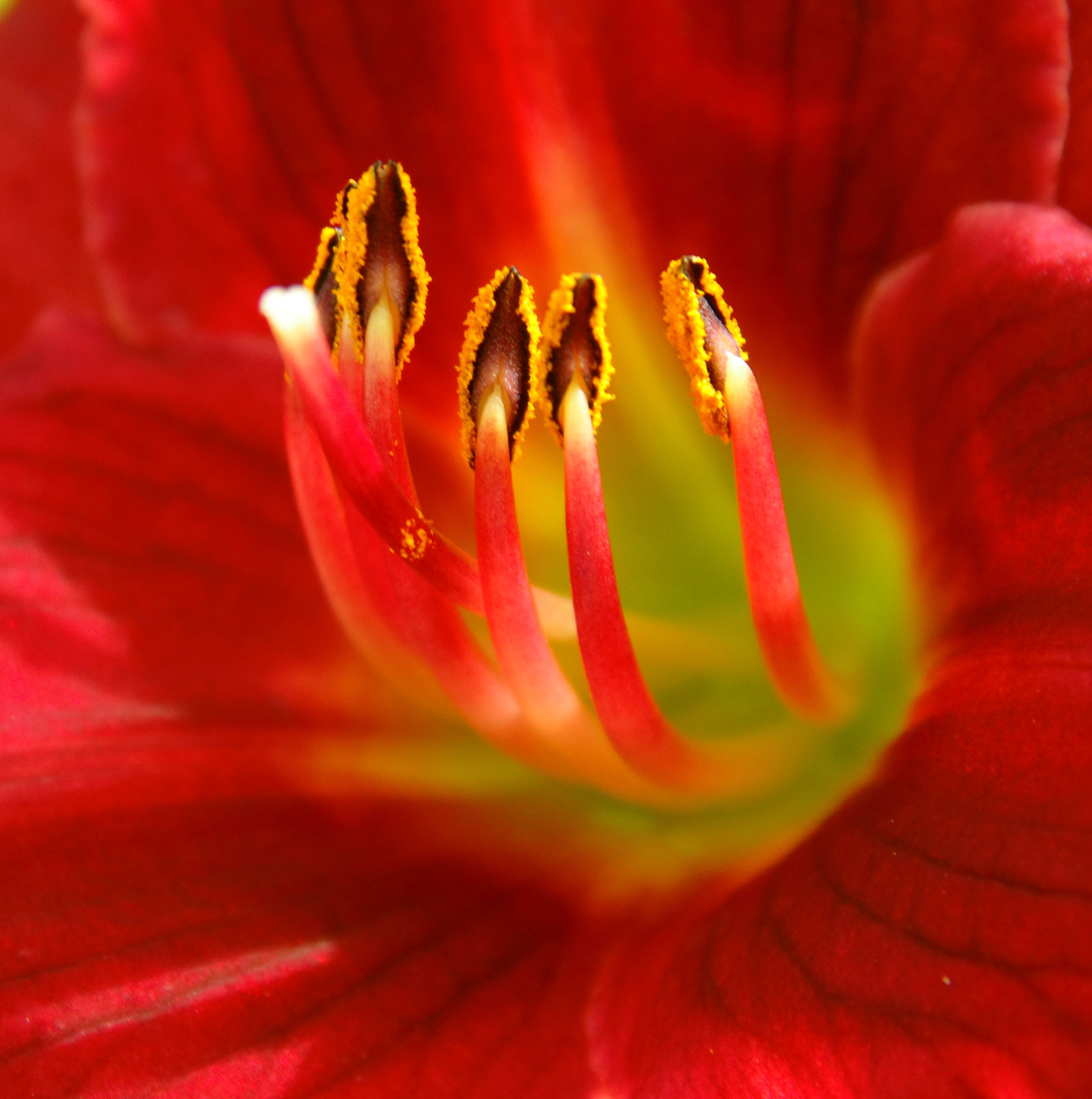 Sony Cyber-shot DSC-H200 sample photo. “temple’s lily” photography