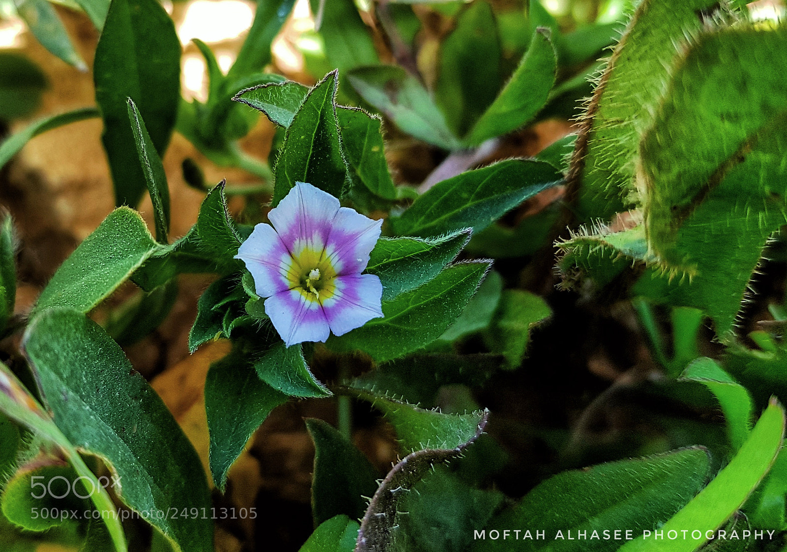 Samsung Galaxy S8+ sample photo. Untitled photography