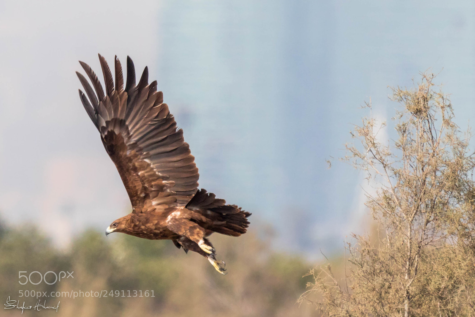 Canon EOS 7D Mark II sample photo. Greater spotted eagle photography