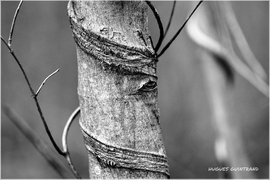 AF Nikkor 180mm f/2.8 IF-ED sample photo. Eyebrows photography