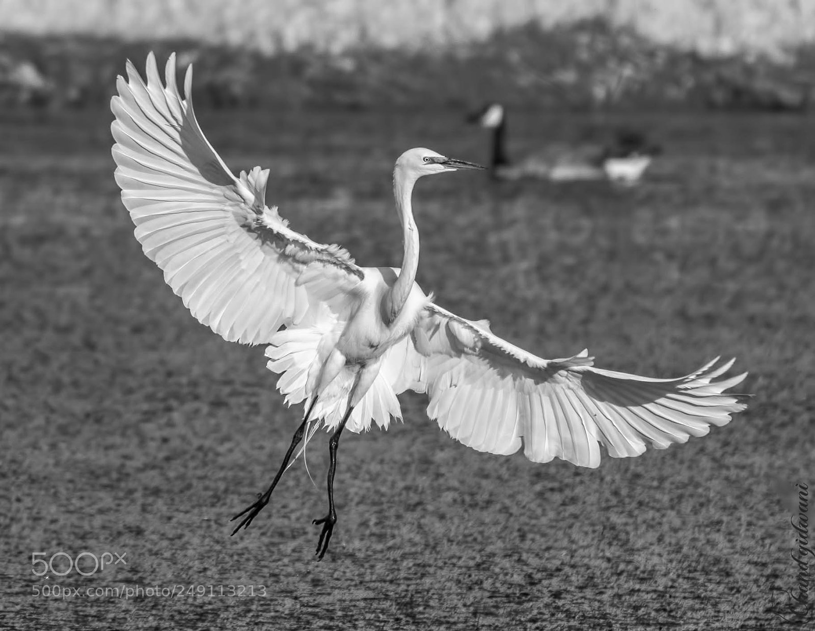 Nikon D500 sample photo. Air dancing... photography