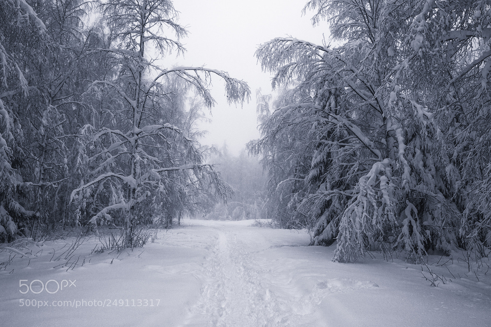 Nikon D7100 sample photo. Enter the forest ii photography
