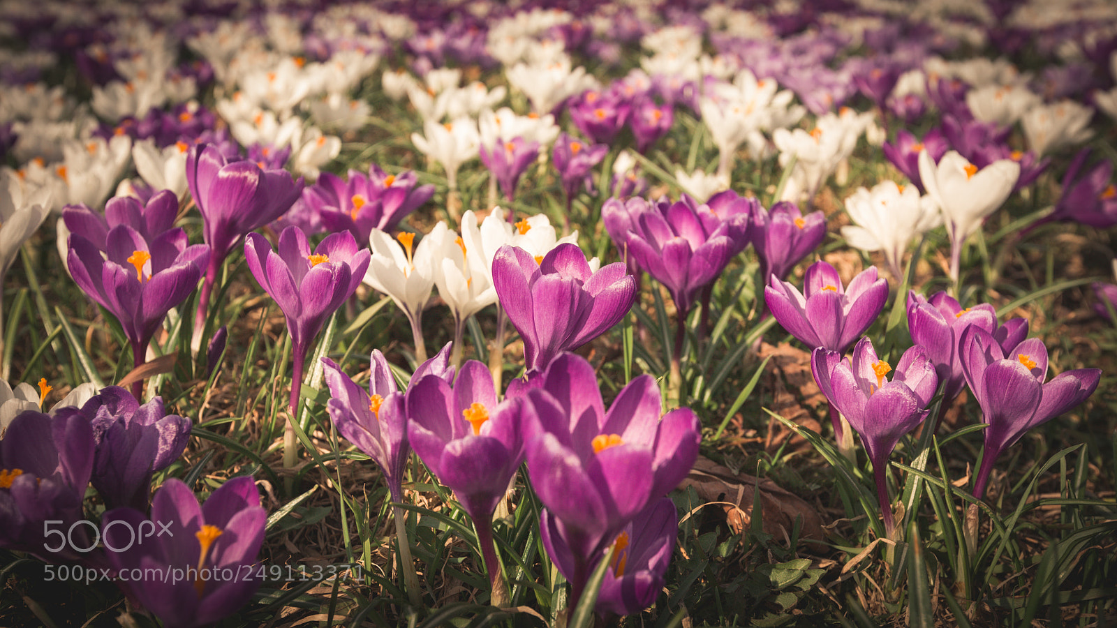 Canon EOS 5D sample photo. Flowers crocuses violet close photography