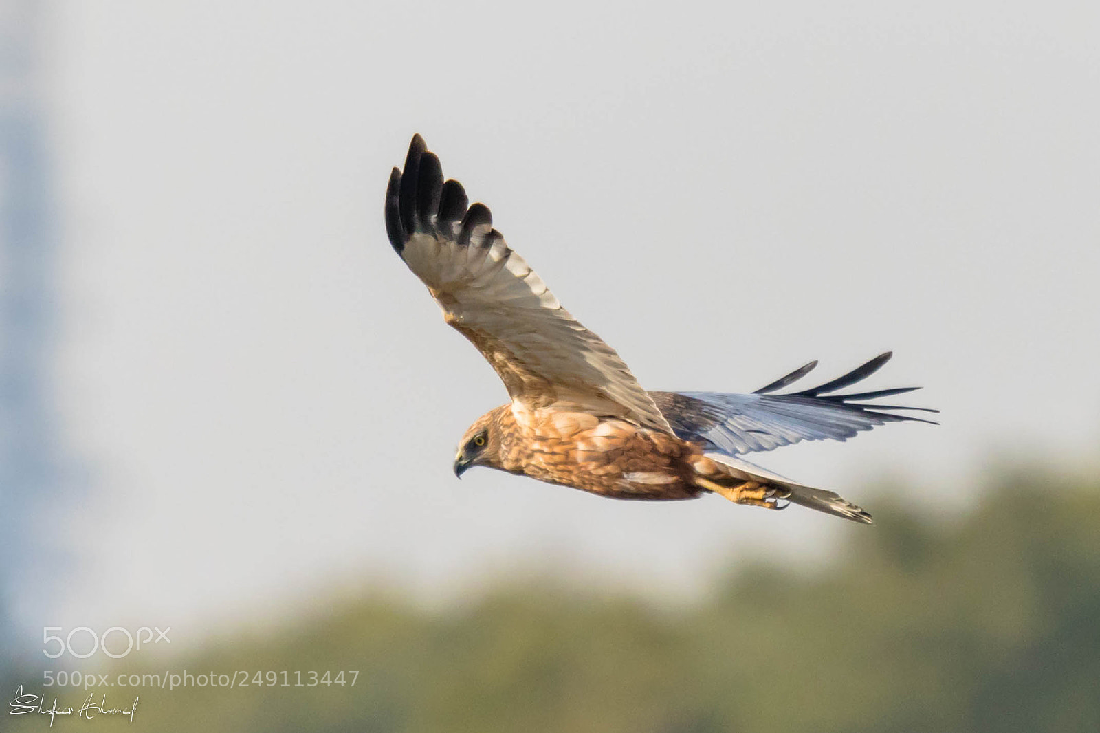 Canon EOS 7D Mark II sample photo. Osprey photography