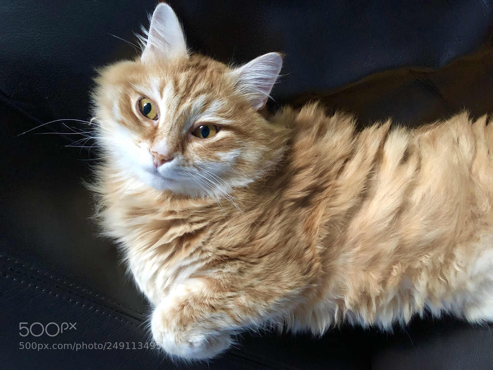 Apple iPhone 8 Plus sample photo. Mischa, looking up photography