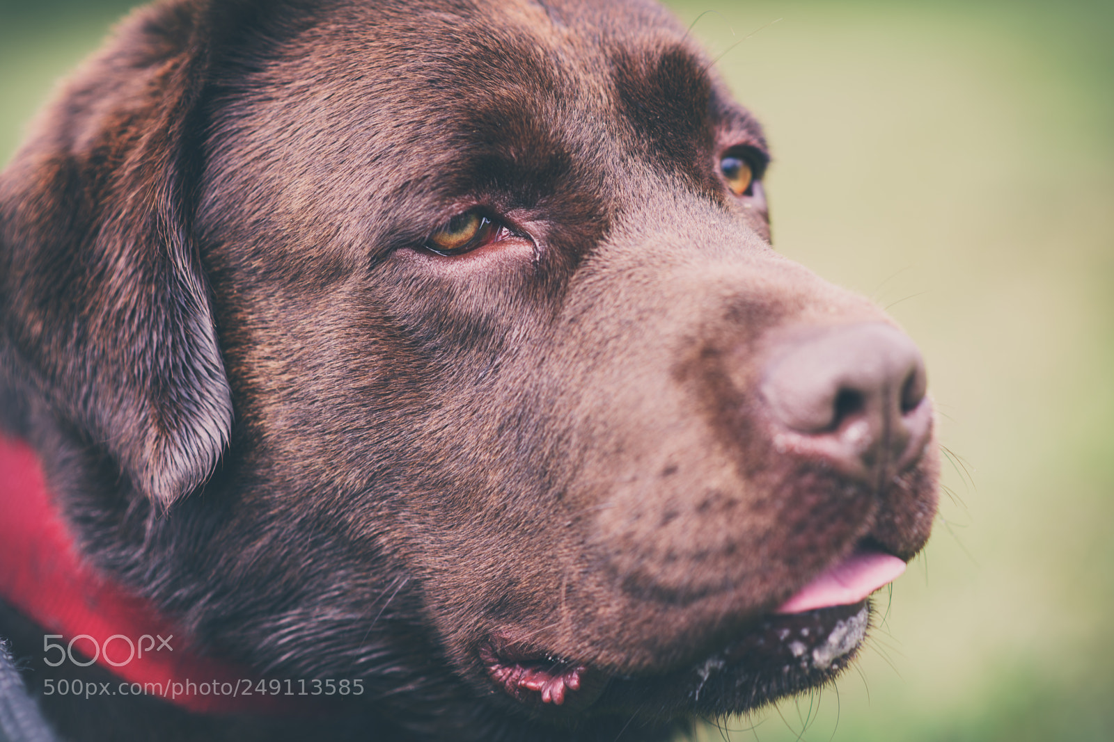 Nikon D810 sample photo. Sony photography