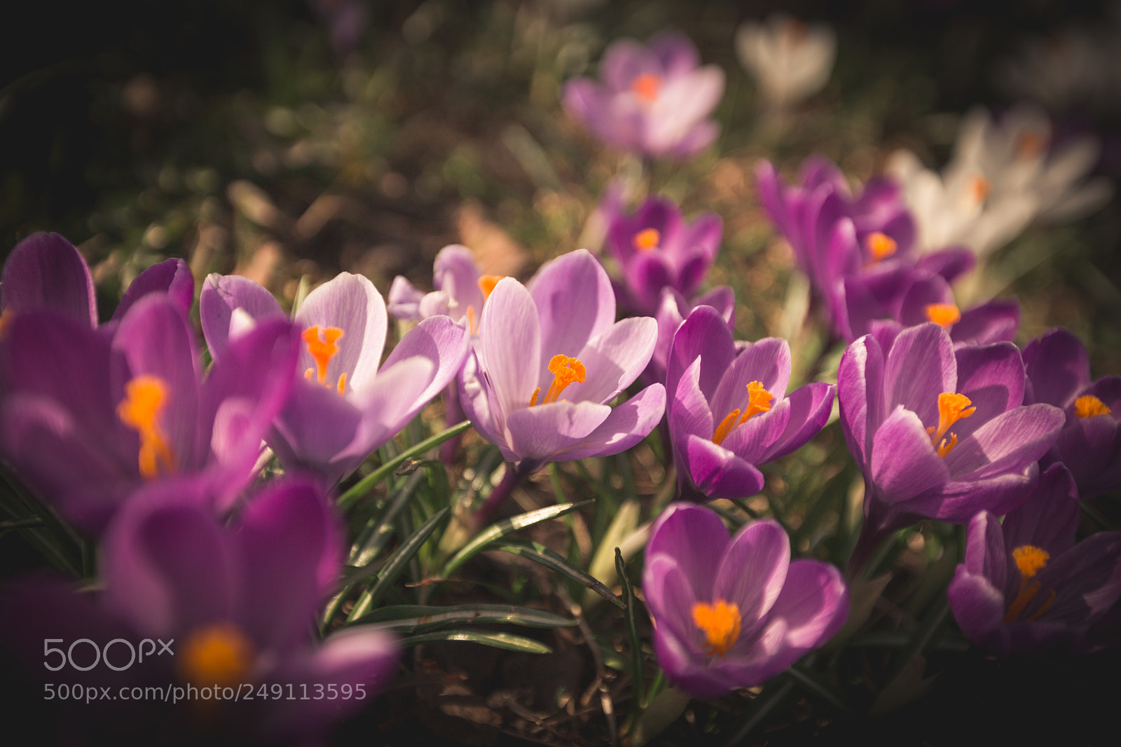 Canon EOS 5D sample photo. Flowers crocuses violet photography