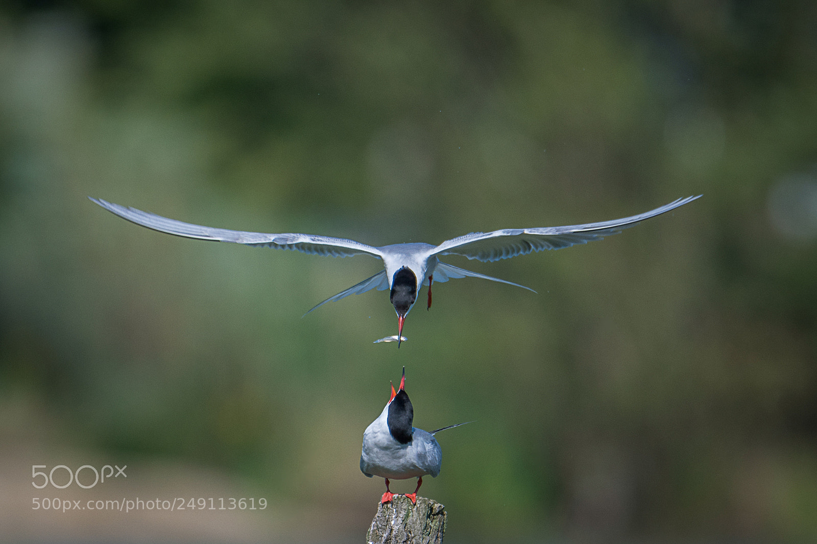 Nikon D500 sample photo. Sterne pierregarin photography