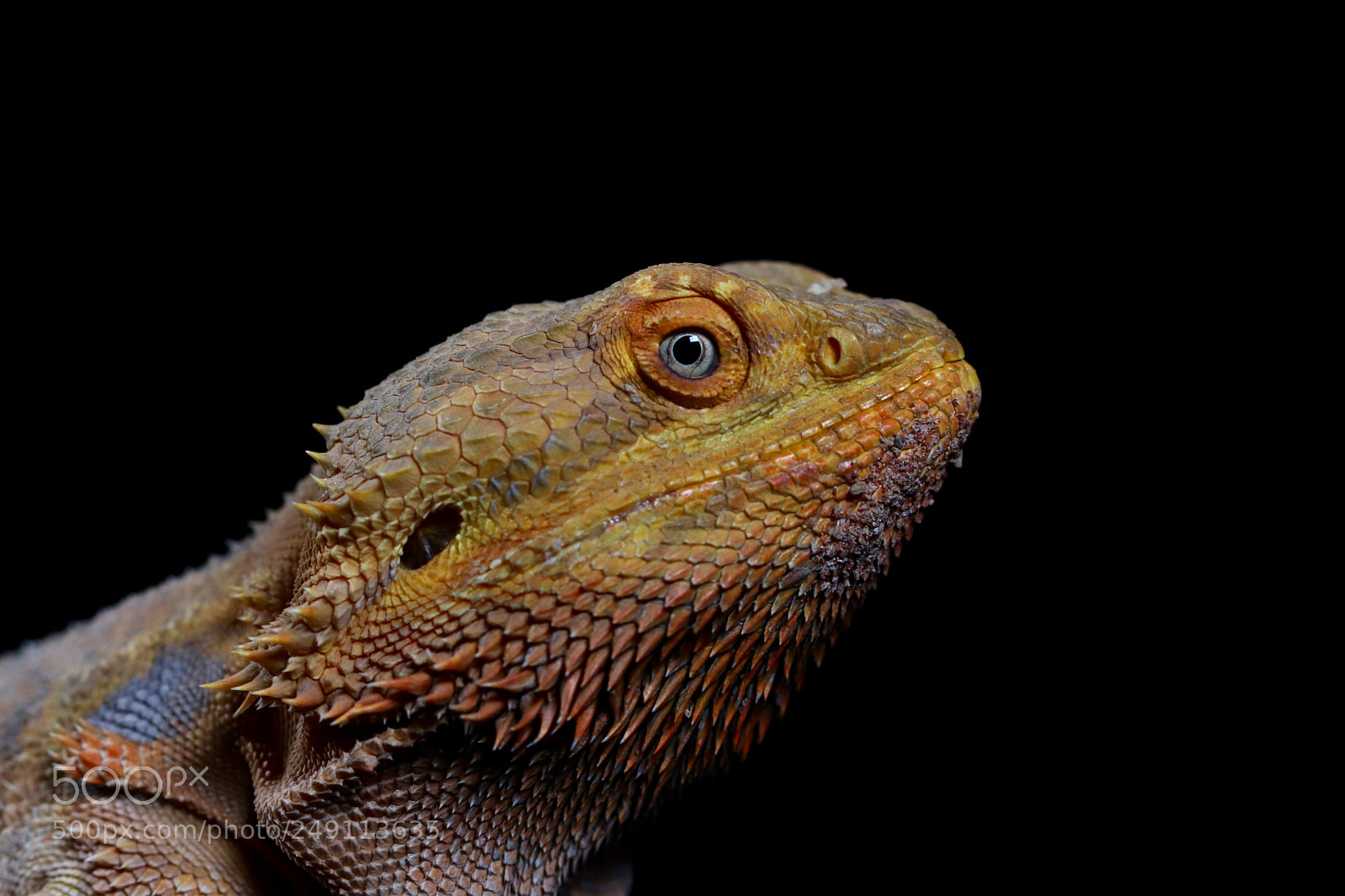 Canon EOS 800D (EOS Rebel T7i / EOS Kiss X9i) sample photo. Gordon photography